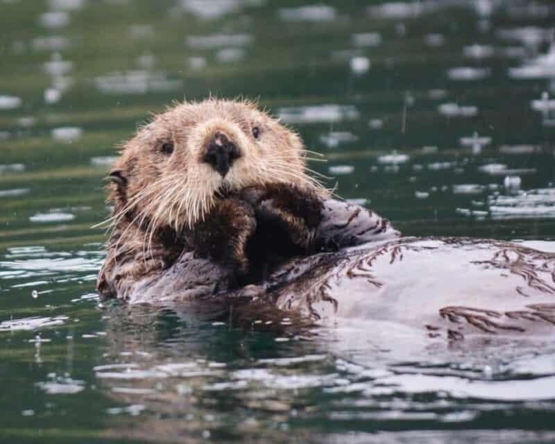 Wydry. Przeurocze wydry