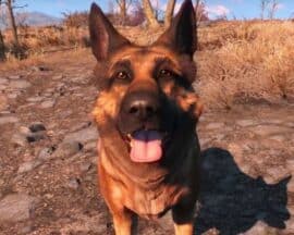 Nie żyje owczarek niemiecki, który służył za wzór kreacji Dogmeata z Fallout 4