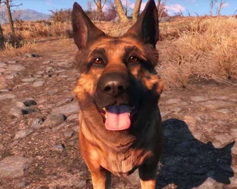 Owczarek niemiecki z gry Fallout 4, psiak stoi przodem z wywieszonym językiem i ustami postawionymi pionowo, w tle preria z wypalonymi zżółkłymi trawami.