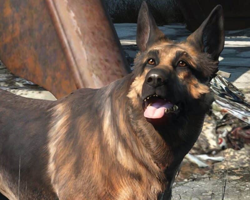 Xbox Bethesda pieniądze dla fundacji Fallout 4, na obrazku owczarek niemiecki imieniem Ochłap w grze