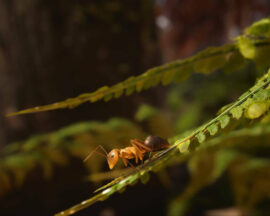Co nam obiecuje nowy zwiastun rozgrywki Empire of the Ants?