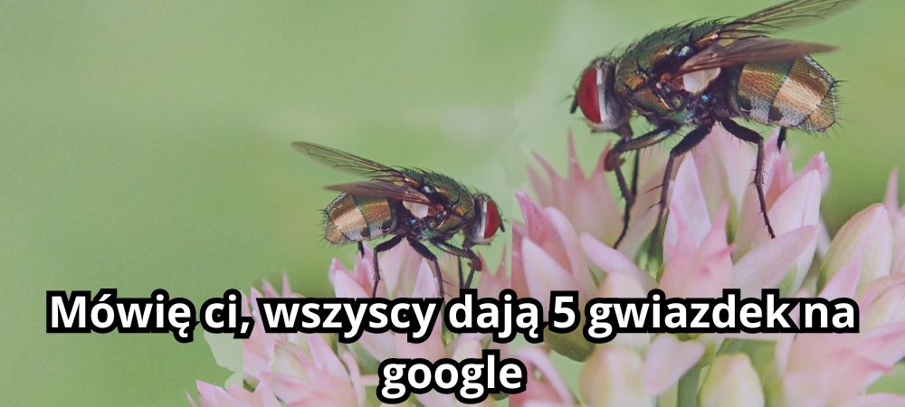 Zdjęcie przedstawia dwie muchy siedzące na kwiatku z podpisem mówię ci wszyscy dają 5 gwiazdek na google