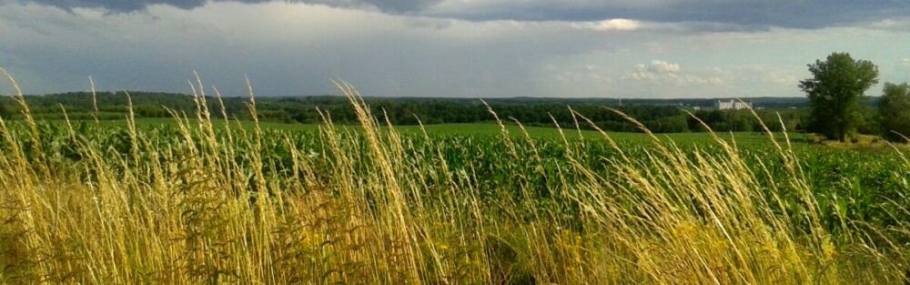 Alicja "Shiyon" Gierszewska